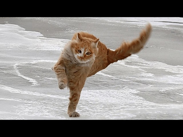 Funny Cats React to Crazy Weather 🤣 The Funniest CATS Video 2026
