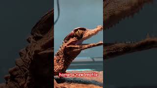 Reptiles won’t eat? #reptiles #steveirwin #gecko #snake #lizard #animals