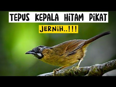 Suara Pikat Tepus Kepala Hitam Paling Top - Gray Throated Babbler