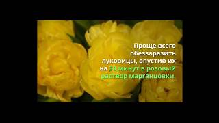 Как сделать видео из фотографий с музыкой Как сделать видео из фотографий с музыкой