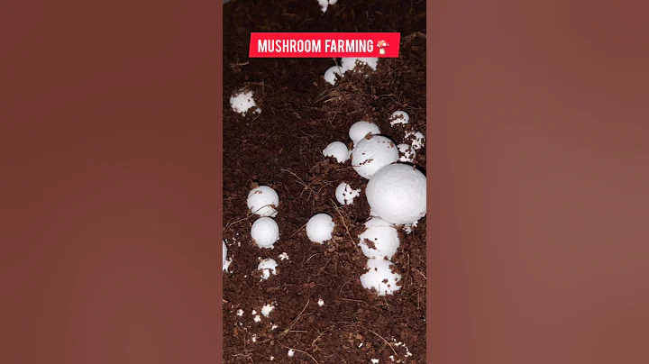 Mushroom farming business in India  Button Mushroom farming #shorts