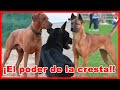 Cazadores DE LEONES, BÚFALOS Y JABALÍS – tipos de perros CON CRESTA