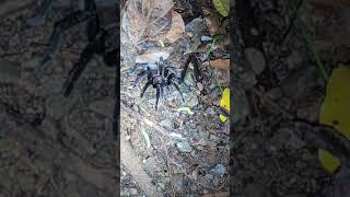 Tarantula Costa Rica