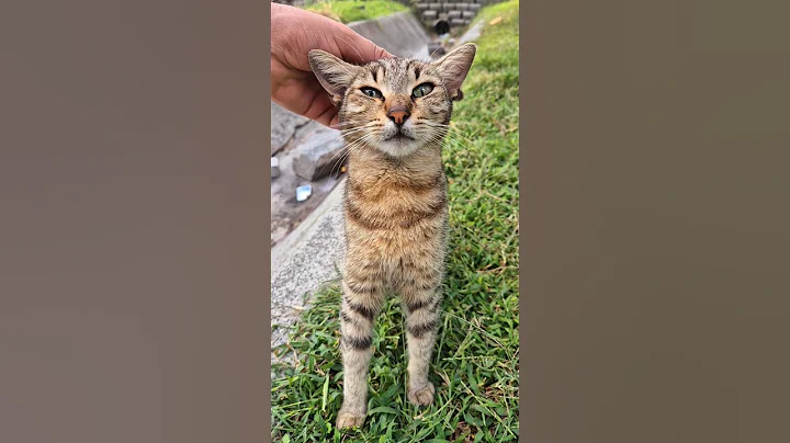 Video 11094361: kittens persian cat tabby, food tabby cat persian, kitten cute persian tabby, persian cat kitten sweet, cat kitten adorable persian, gorgeous cat