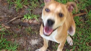 Meet Ruby A Terrier Pit Bull Currently Available For Adoption At Petango 872018 54201 Pm