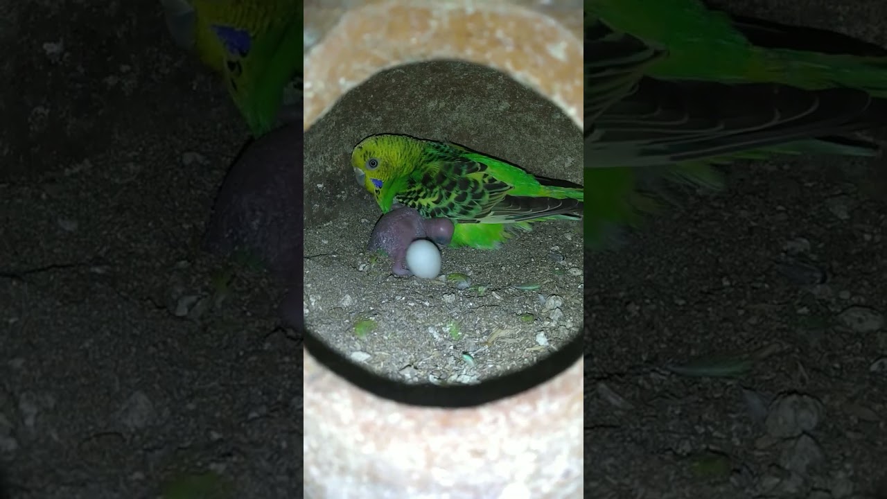 Baby bird with mom🥰🥰🥰 #song #coversong #bollywood #birds #talkingparot #saiyaara #highlights