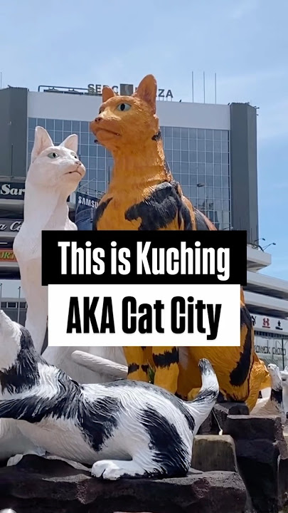 They call it Cat City…. But life here isn’t easy for cats. We’re trying to change that. #kuching