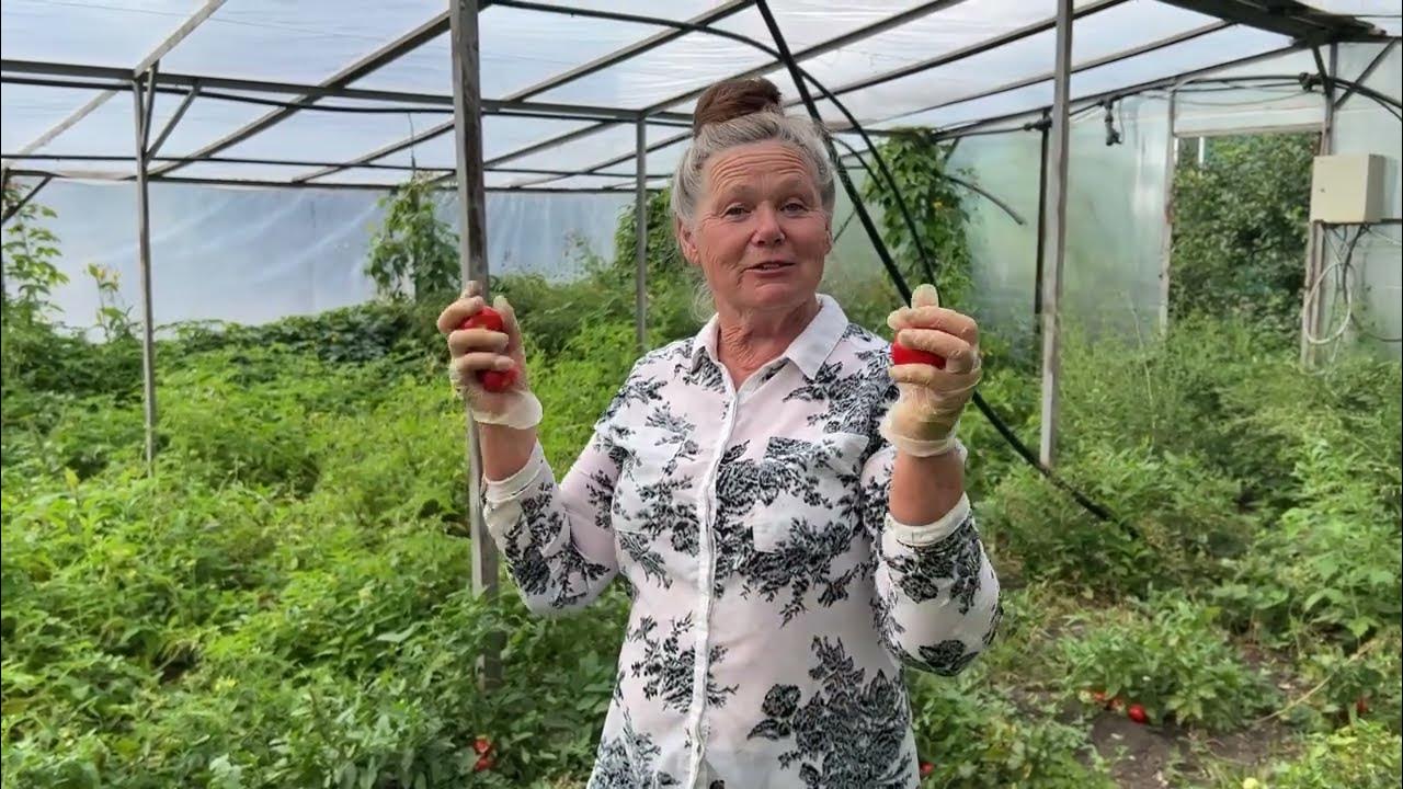 Лучшие сорта томатов для открытого грунта. Собираем семенники 🍅 - YouTube