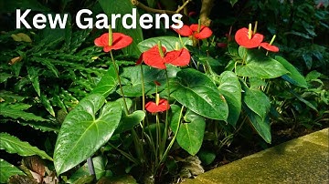 Kew Gardens London | Largest collection of world plants | DeVLog