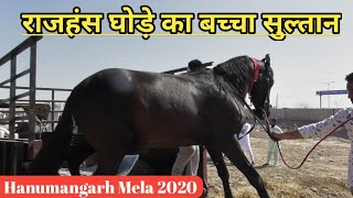 राजहंस घोड़े के बच्चे सुल्तान ने कि हनुमानगढ़ मेले में एंट्री -Hunumangarh Horse Mela 2020