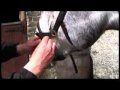 Assembling the rambo micklem multibridle  discount equestrian warehouseavi