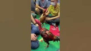 Suasana Gelanggang Thailand