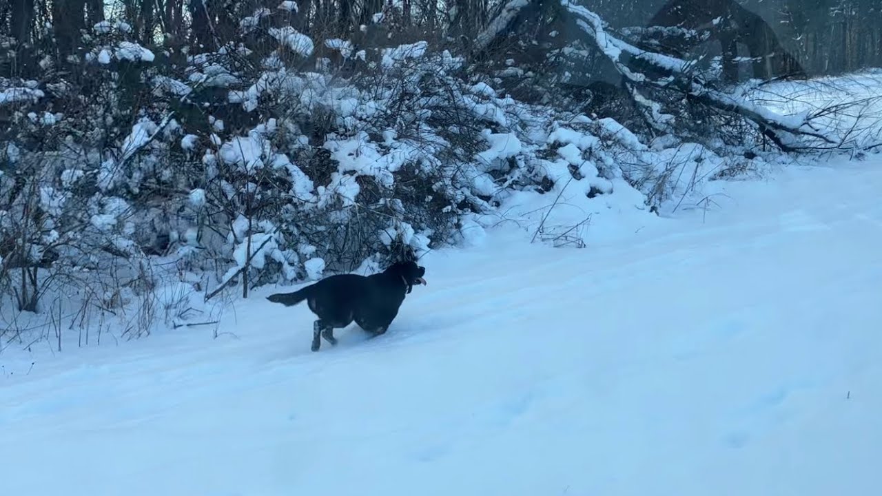 First big snow of the year!! - YouTube