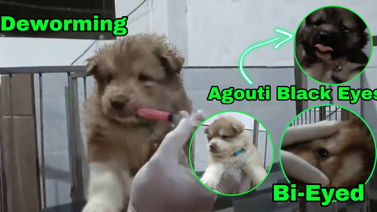 When to Give Deworming tab?Before or After Eating the Food / Raymunfo