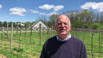 American Vineyard Owner Uses Laser Bird Repellent to Protect Wine Grapes