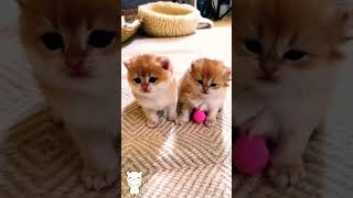 #CuteCats#FunnyCats#CatVideos#CatsOfYoutube#AdorableCats#CatLovers#Meow#CatLife#KittenVideos