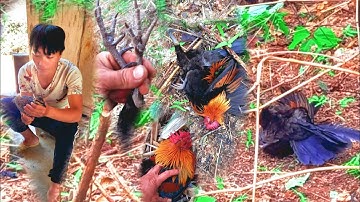 Hunting yos hav zoov cuab qaib qus ib kawg