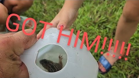 Fast...easy way to catch a ground squirrel! KIDS LOVE IT