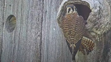 Female Kestrel Lands With Precision To Deliver Meal To Nestlings – June 11, 2025