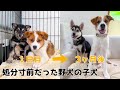 【野犬の子犬】怯えていた保護犬が見せた3ヶ月の成長記録