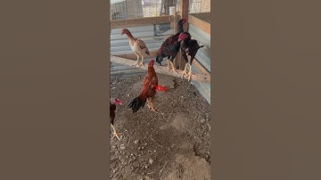 Menyuav Qaib Thai young stags a lot of males #qaib #qaibdib #qaibthai #qaibdrummer