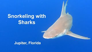 Snorkeling with Sharks  Jupiter, FL