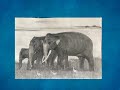 Asanka Rajapakshe Drawings