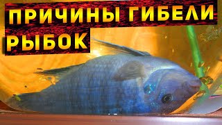 Почему умирают рыбки в аквариуме! Причины гибели аквариумных рыбок! ТОП 7 причин гибели рыбок!