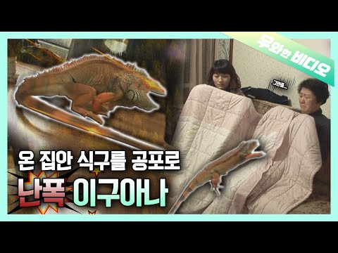 ┃Having a <strong>Violent</strong> Iguana as a Roommate😱