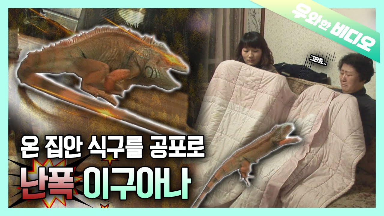 Имея насильственные Игуана как сосед по комнате😱