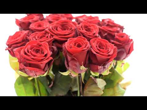 Video: Starostlivosť O Jarné Ruže: Kedy Sa Majú Otvárať, Prerezávať A Kŕmiť