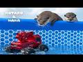 カワウソのプールで水上ラジコンを走らせたらどうなる? Otters Surprised by RC Truck’s Water Gun!