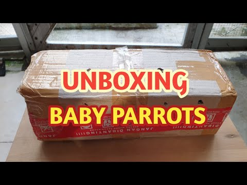 UNBOXING BABY PARROTS