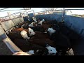 BANDING A LOAD OF CALVES!