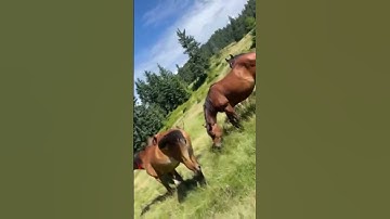 Thumbnail of Majestic Wild Horses Roaming the Mountains #naturelovers #wildlife #horse #mountains #mountains