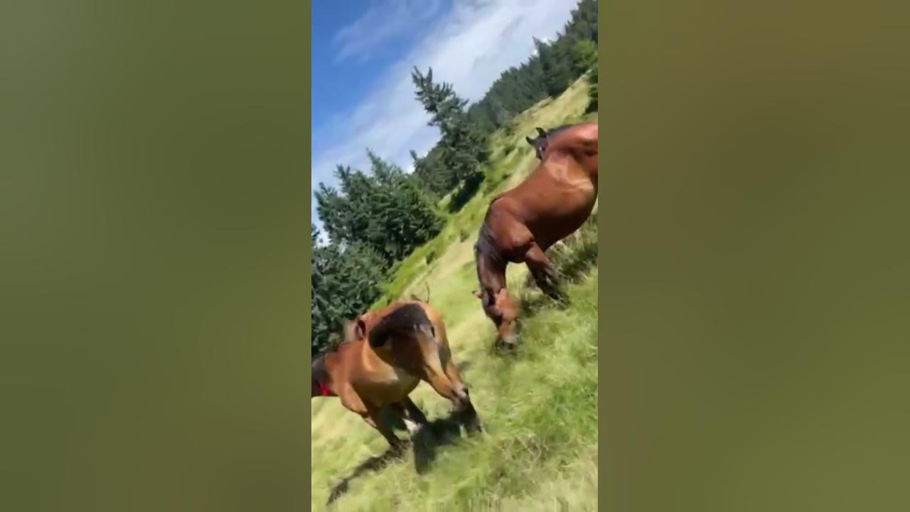 Majestic Wild Horses Roaming the Mountains #naturelovers #wildlife #horse #mountains #mountains