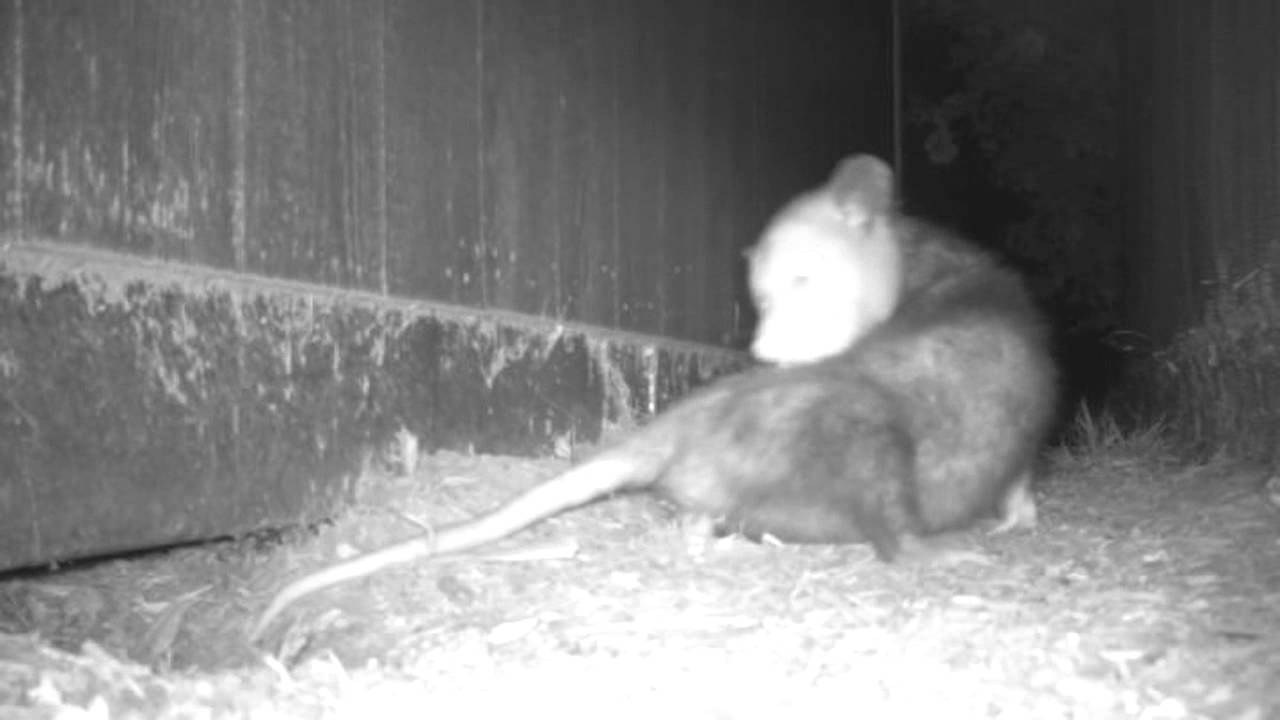 camera traps cc Opossum Licking Back Outside Den At NHMLA