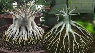 Cara Membuat Bonsai Kamboja yang Unik dan Cantik, How to Make a Unique / Beautiful Adenium Bonsai