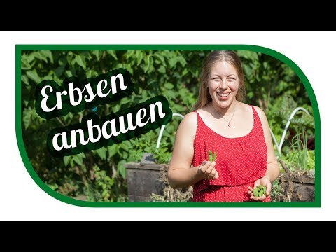 Video: Anbau Von Gemüseerbsen Im Garten. Teil 1