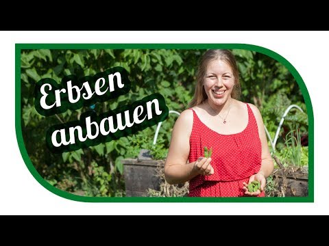 Video: Probleme mit süßen Erbsen im Garten - Warum lassen süße Erbsen Knospen fallen?