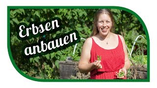 Erbsen Erfolgreich Anbauen Markerbse Ambassador Im Hochbeet