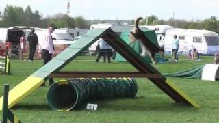 Scandal Agility - Wallingford, UKA & Easter Celebration, April 11