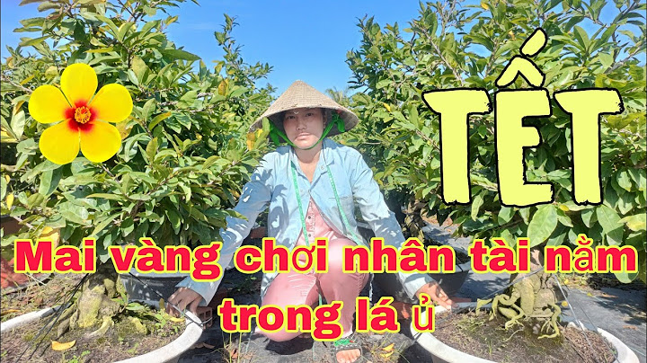 Mai ghép gốc nhớt là gì