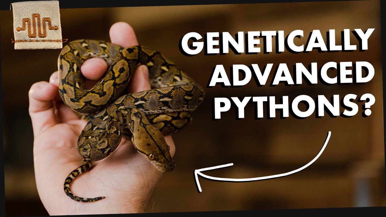 Using Science to Make the "Greatest Python of All Time" - YouTube