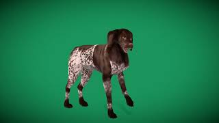 German Shorthaired Pointers Dog