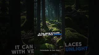 Did You Know This About Moss?