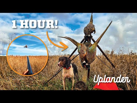 Can TOO MANY Pheasants be a Bad Thing? (Quick Limits!)