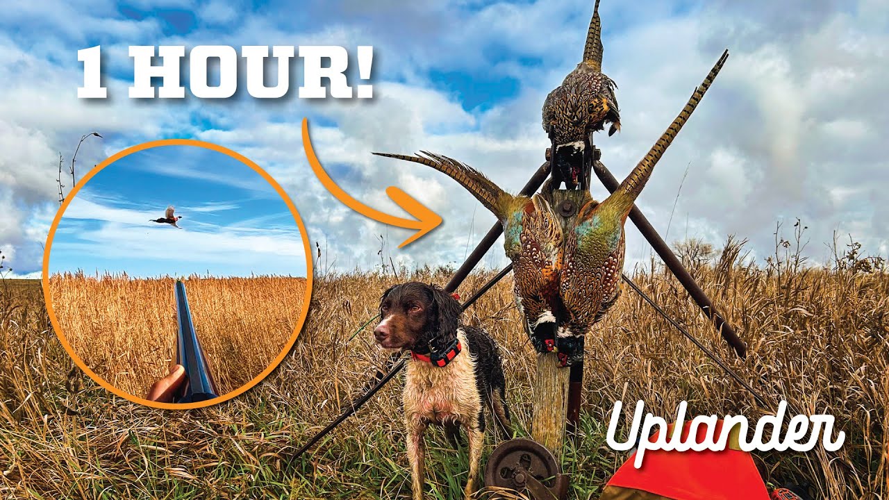 Может ли быть плохо, если фазанов слишком много? (Быстрые ограничения!)