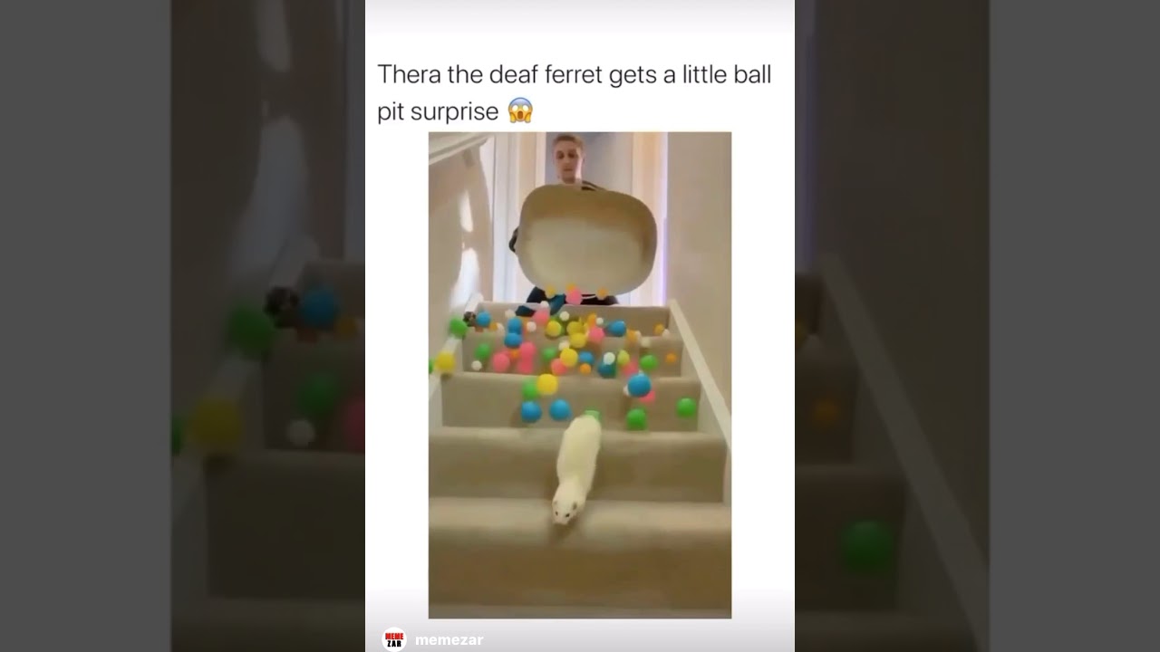 Deaf ferret gets a surprise ( TikTok )