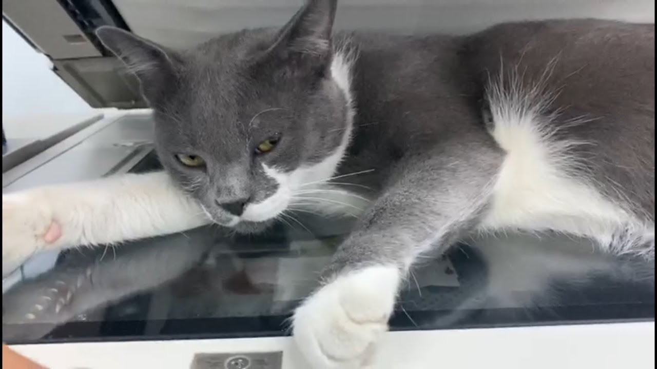 Cat Copy Machine Mad cat on a copy machine - YouTube